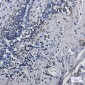 Lamin A/C Rabbit mAb ABZ4489