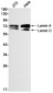 Lamin A/C Rabbit mAb ABZ4489