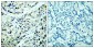 Phospho-HDAC5 (Ser498) Rabbit pAb ABZ4490