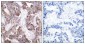 Phospho-Stathmin 1 (Ser25) Rabbit pAb ABZ4491