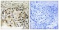 Phospho-OXSR1 (Thr185) Rabbit pAb ABZ4494