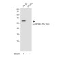 Phospho-OXSR1 (Thr185) Rabbit pAb ABZ4494