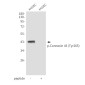 Phospho-Connexin 43 / GJA1 (Tyr265) Rabbit pAb ABZ4495