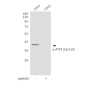 Phospho-ATF4 (Ser219) Rabbit pAb ABZ4496