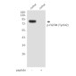 Phospho-FGFR4 (Tyr642) Rabbit pAb ABZ4498