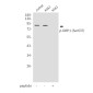 Phospho-DRP1 (Ser637) Rabbit pAb ABZ4500