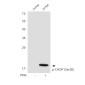 Phospho-DDIT3 (Ser30) Rabbit pAb ABZ4502