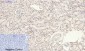 Phospho-p38 MAPK (Tyr323) Rabbit pAb ABZ4504