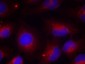 Phospho-PTEN (Ser380) Rabbit pAb ABZ4506