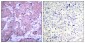 Phospho-PTEN (Ser380) Rabbit pAb ABZ4506