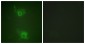 Phospho-S1P1/EDG1 (Thr236) Rabbit pAb ABZ4507