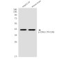 Phospho-S1P1/EDG1 (Thr236) Rabbit pAb ABZ4507