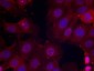 Phospho-ER alpha (Ser167) Rabbit pAb ABZ4508