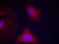 Phospho-GSK3(alpha + beta)(Tyr279/Tyr216) Rabbit pAb ABZ4509