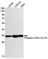 Phospho-CDK2 (Tyr15) Rabbit mAb ABZ4512