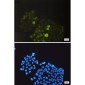 Phospho-PTP1B (Ser352) Rabbit mAb ABZ4514