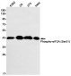 Phospho-EIF2S1 (Ser51) Rabbit mAb ABZ4519