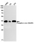 Phospho-c-Jun (Ser63) Rabbit mAb ABZ4520