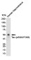 Phospho-Tau (Ser202/Thr205) Rabbit mAb ABZ4522