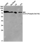 Phospho-CD18 (Ser745) Rabbit mAb ABZ4530