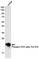 Phospho-CD3 zeta (Tyr142) Rabbit mAb ABZ4531