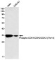 Phospho-CDK1/2/3 (Thr14) Rabbit mAb ABZ4532
