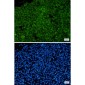 Phospho-Cytokeratin 8 (Ser23) Rabbit mAb ABZ4534