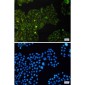 Phospho-eIF4E (Ser209) Rabbit mAb ABZ4536