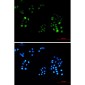 Phospho-PRC1 (Thr481) Rabbit mAb ABZ4543