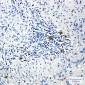 Phospho-PRC1 (Thr481) Rabbit mAb ABZ4543