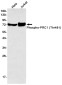 Phospho-PRC1 (Thr481) Rabbit mAb ABZ4543