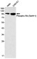 Phospho-Rb (Ser811) Rabbit mAb ABZ4546