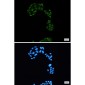 Phospho-Rb2 p130 (Ser952) Rabbit mAb ABZ4547