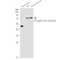 Phospho-Tau (Ser202) Rabbit mAb ABZ4548