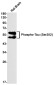 Phospho-Tau (Ser202) Rabbit mAb ABZ4548