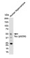 Phospho-Tau (Ser235) Rabbit mAb ABZ4549
