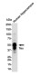 Phospho-Tau (Thr50) Rabbit mAb ABZ4550