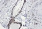 Phospho-beta Arrestin 1 (Ser412) Rabbit mAb ABZ4554