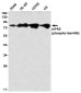 Phospho-eIF4B (Ser406) Rabbit mAb ABZ4561