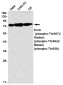Phospho-Ezrin/Radixin/Moesin (Thr567/Thr564/Thr558) Rabbit mAb ABZ4562