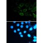 Phospho-Filamin A/B (Ser2152/Ser2107) Rabbit mAb ABZ4563