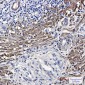 Phospho-Filamin A/B (Ser2152/Ser2107) Rabbit mAb ABZ4563