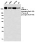 Phospho-Filamin A/B (Ser2152/Ser2107) Rabbit mAb ABZ4563