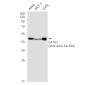 Phospho-GATA3 (Ser308) Rabbit mAb ABZ4564