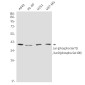 Phospho-c-Jun/JunD (Ser73/Ser100) Rabbit mAb ABZ4566