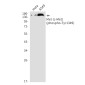Phospho-c-Met (Tyr1349) Rabbit mAb ABZ4567