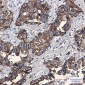 Phospho-Moesin (Thr558) Rabbit mAb ABZ4568