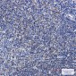 Phospho-PTP1B (Ser378) Rabbit mAb ABZ4572