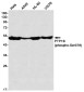 Phospho-PTP1B (Ser378) Rabbit mAb ABZ4572