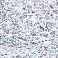 Phospho-PTS (Ser19) Rabbit mAb ABZ4573
